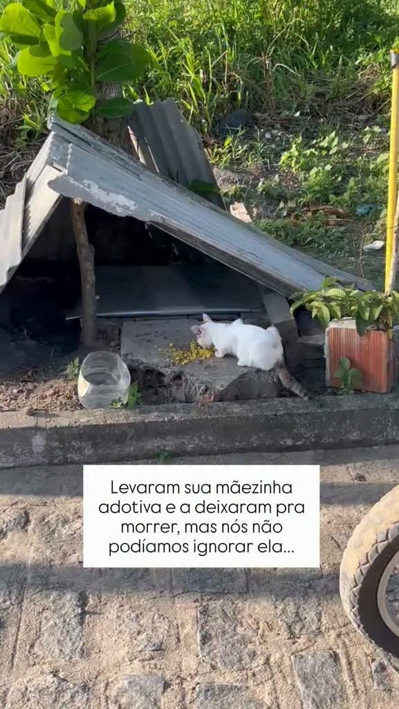 Stacie, gata de porte pequeno para adoção em João Pessoa - PB