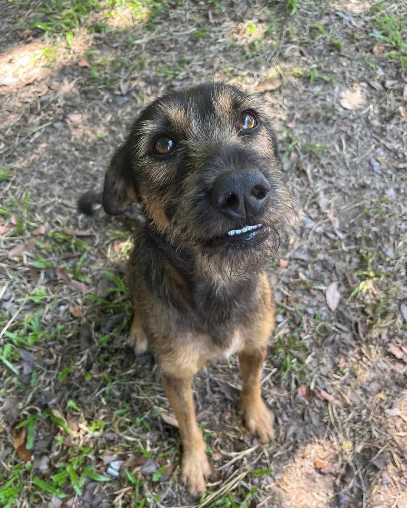 Bidu, cachorro de porte pequeno para adoção em Seropédica - RJ