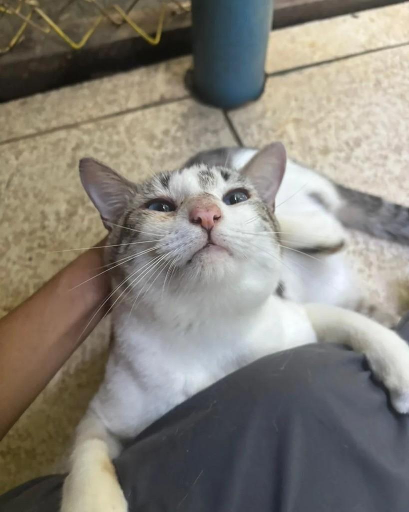 Renan, gato de porte pequeno para adoção em Seropédica - RJ