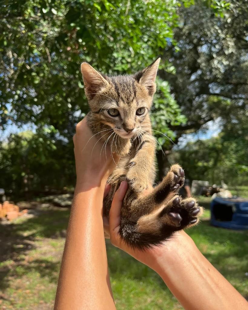 Shopee, gato de porte pequeno para adoção em Seropédica - RJ