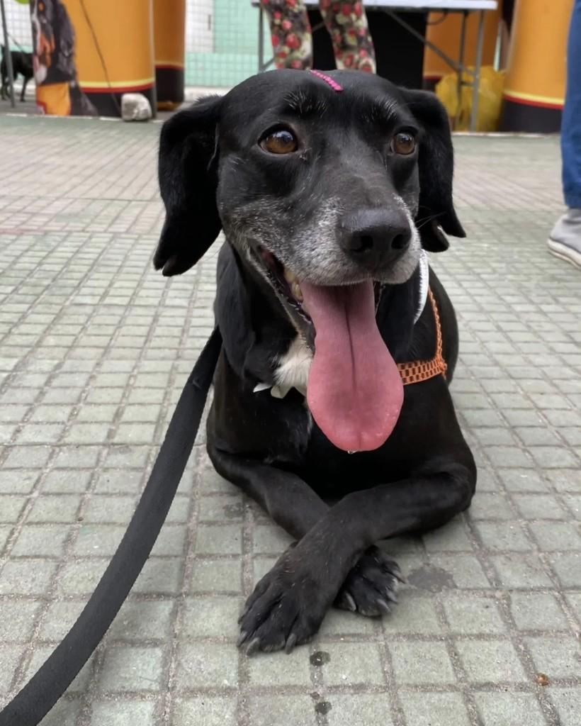 Pretinha, cachorro de porte médio para adoção em Seropédica - RJ