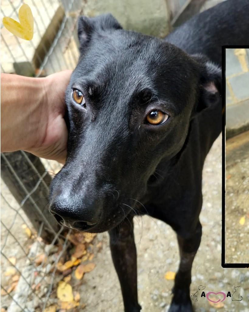 Lost, cachorro de porte médio para adoção em Seropédica - RJ