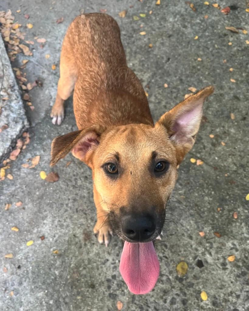 Cleitinho, cachorro de porte pequeno para adoção em Seropédica - RJ