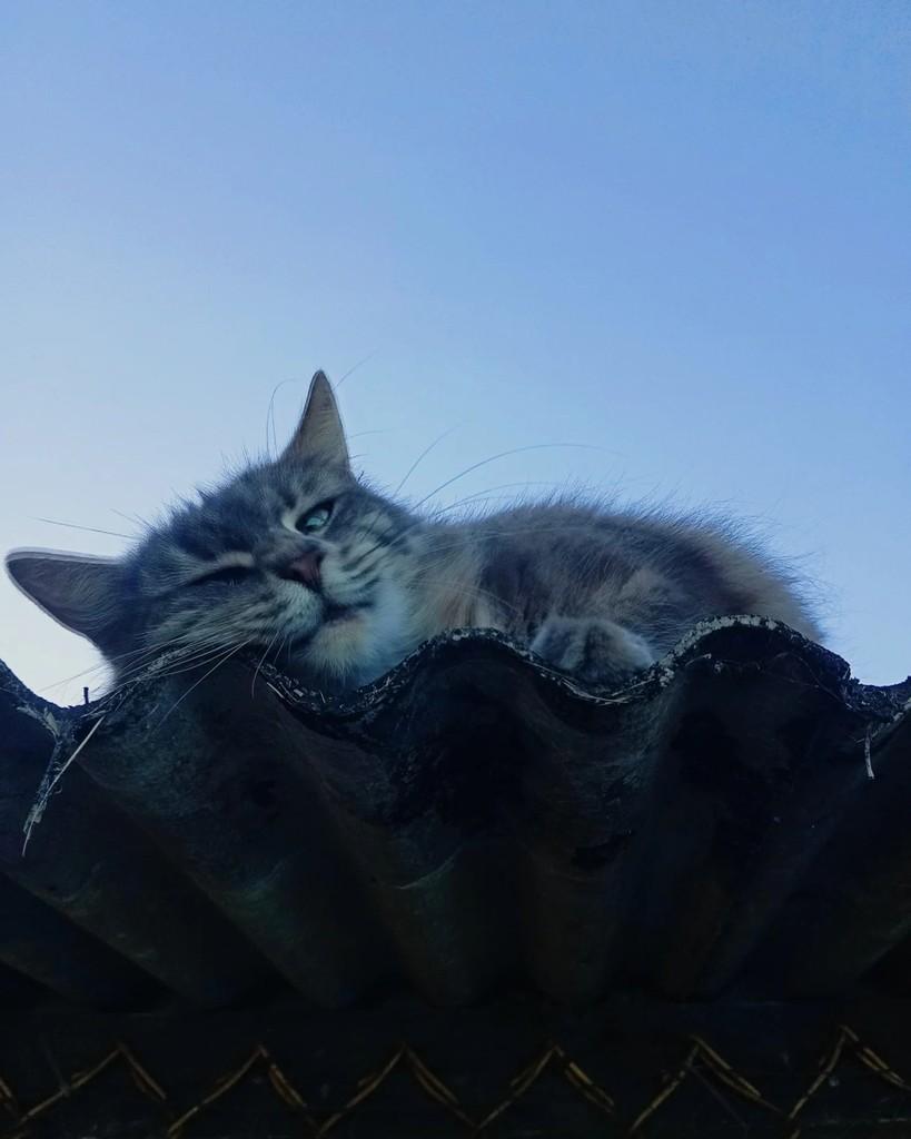 Nala, gata de porte médio para adoção em Seropédica - RJ