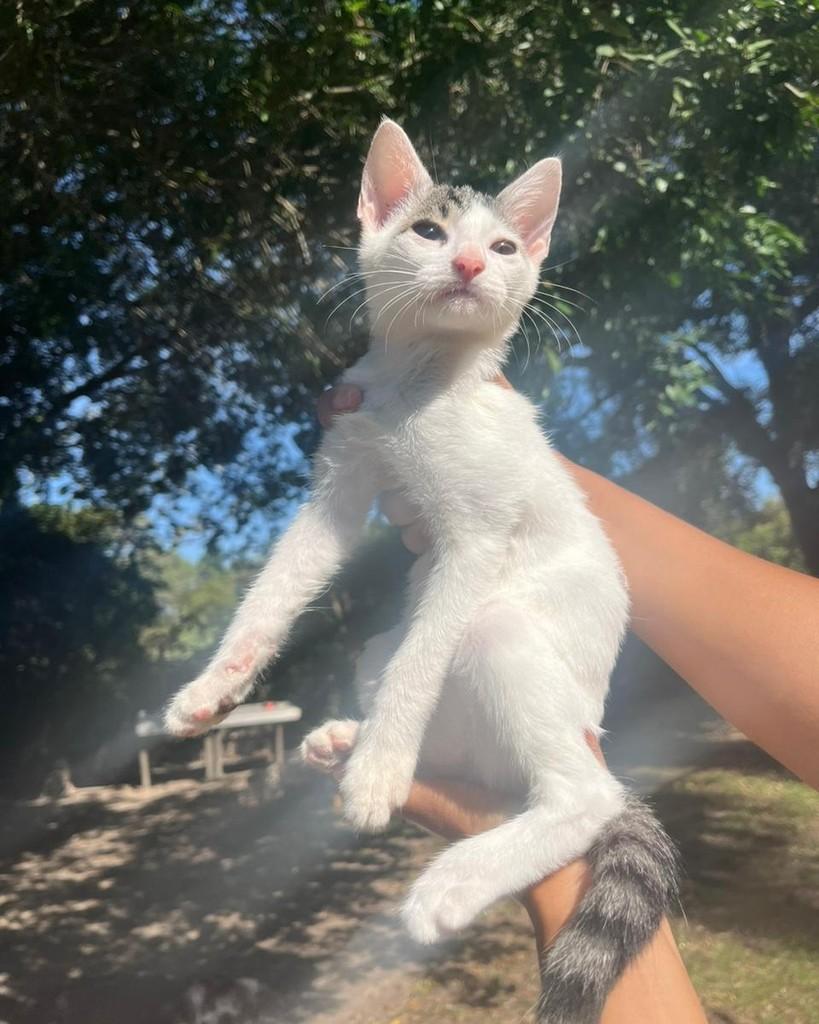 Arya, gato de porte pequeno para adoção em Seropédica - RJ
