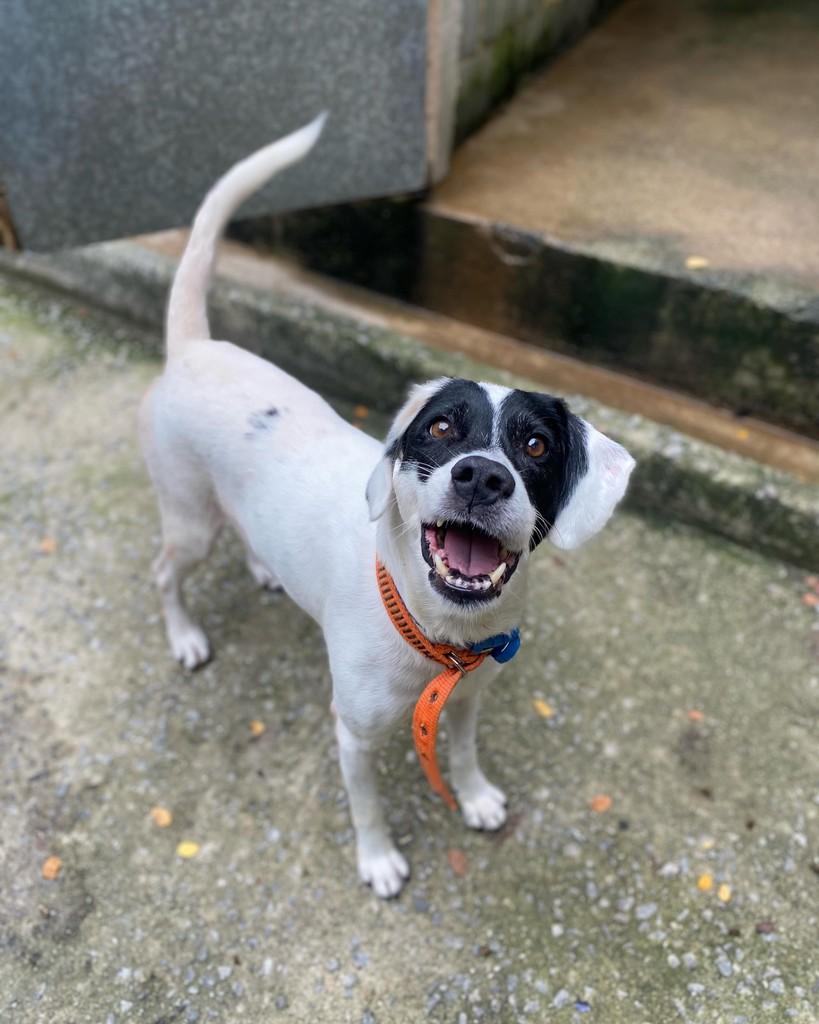 Negresco, cachorro de porte pequeno para adoção em Seropédica - RJ