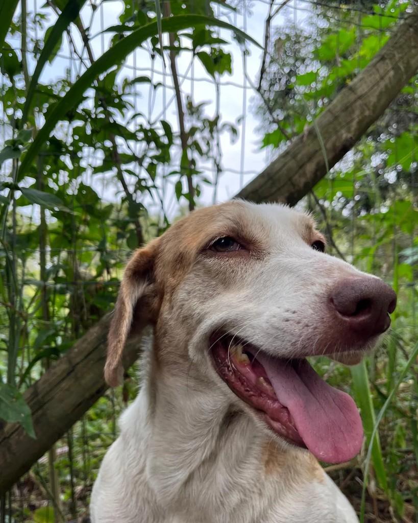 Inácio, cachorro de porte médio para adoção em Vitória - ES