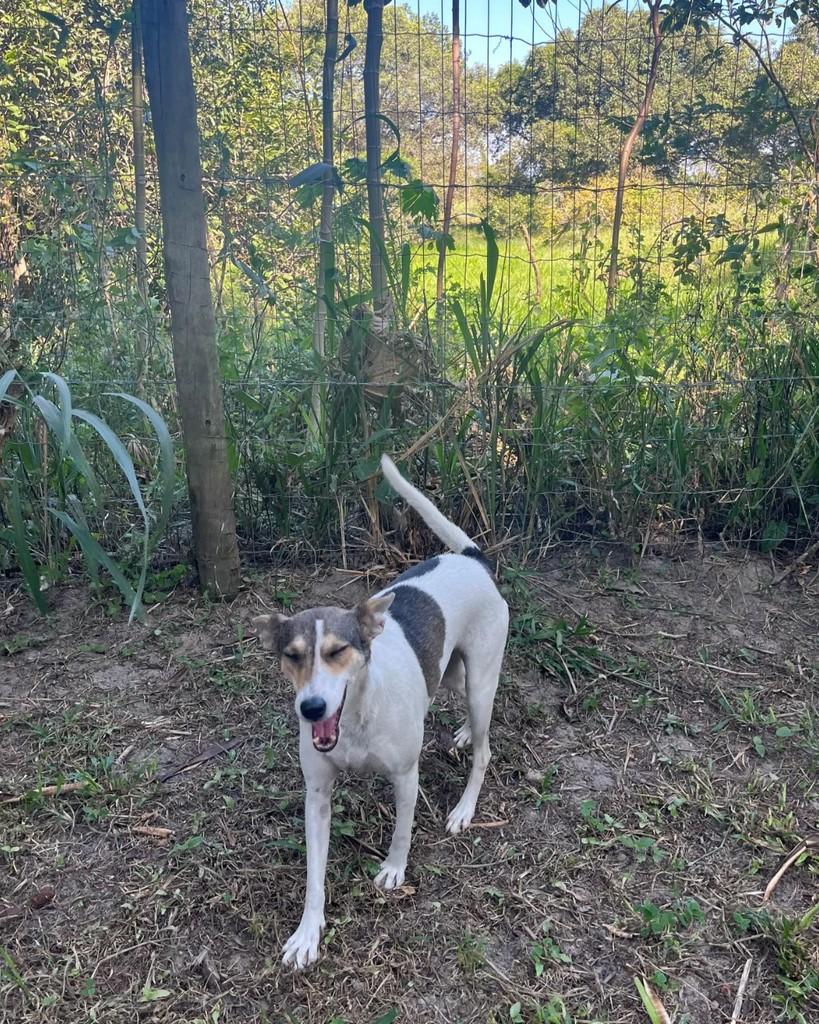 Savana, cachorro de porte pequeno para adoção em Seropédica - RJ
