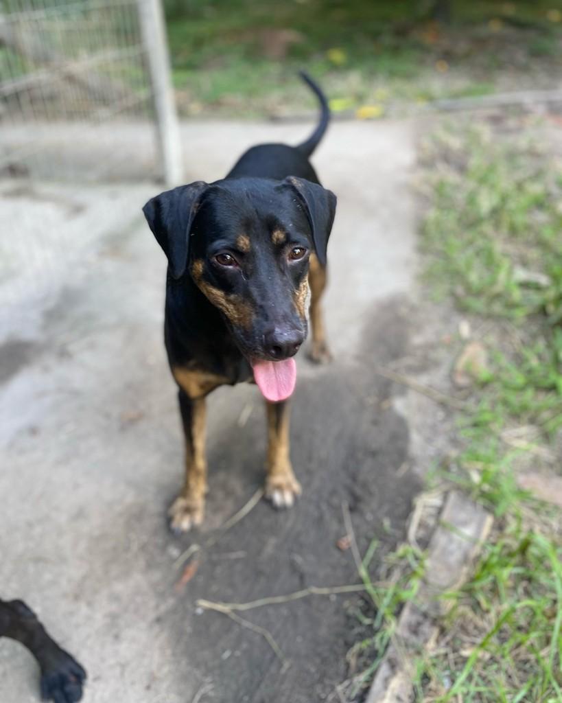 HotWheels, cachorro de porte médio para adoção em Seropédica - RJ