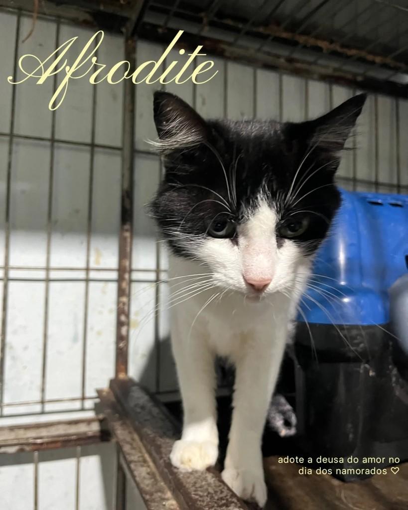 Afrodite, gato de porte pequeno para adoção em Seropédica - RJ