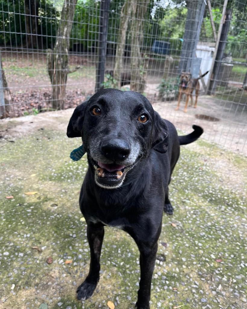 Craque da Seleção do AMA, cachorro de porte médio para adoção em Seropédica - RJ