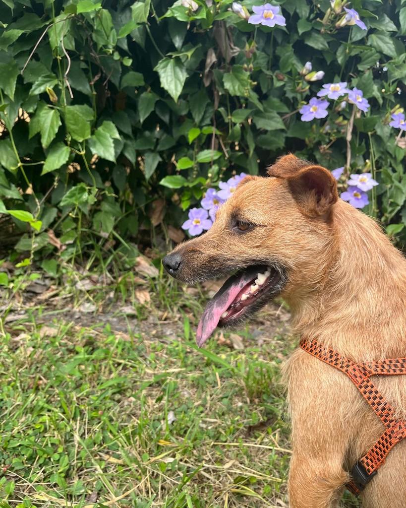 Valesca, cachorro de porte pequeno para adoção em Seropédica - RJ