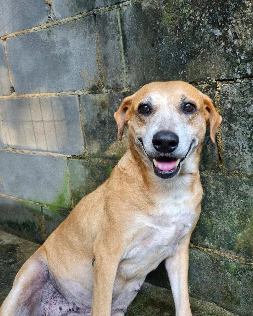 Tinker Bell, cadela de porte médio para adoção em Seropédica - RJ