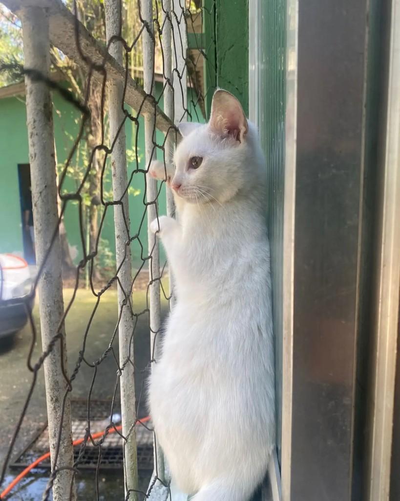 Safira, gato de porte pequeno para adoção em Seropédica - RJ