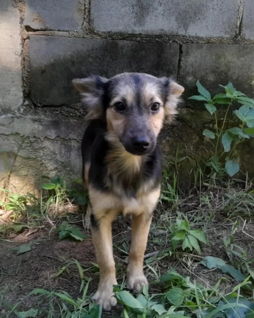 Padre, cachorro de porte pequeno para adoção em Seropédica - RJ