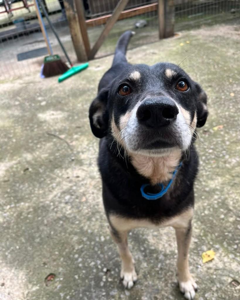Theo, cachorro de porte grande para adoção em Seropédica - RJ