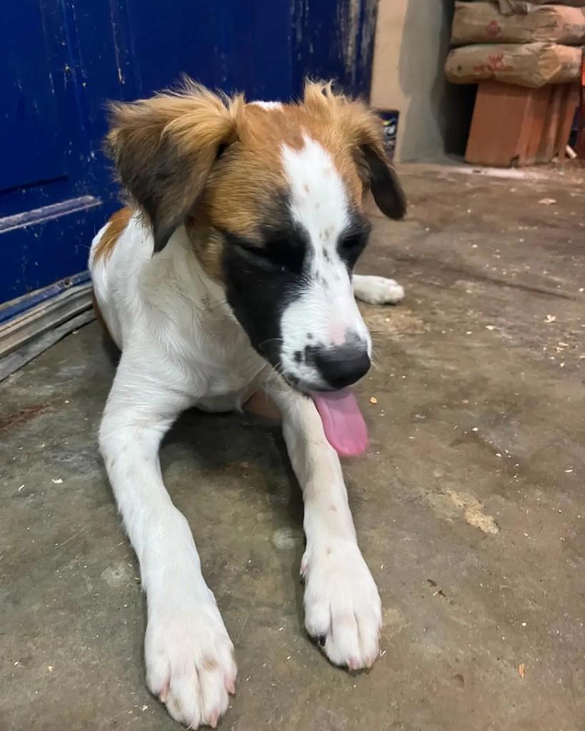 Jade, cachorro de porte médio para adoção em Seropédica - RJ