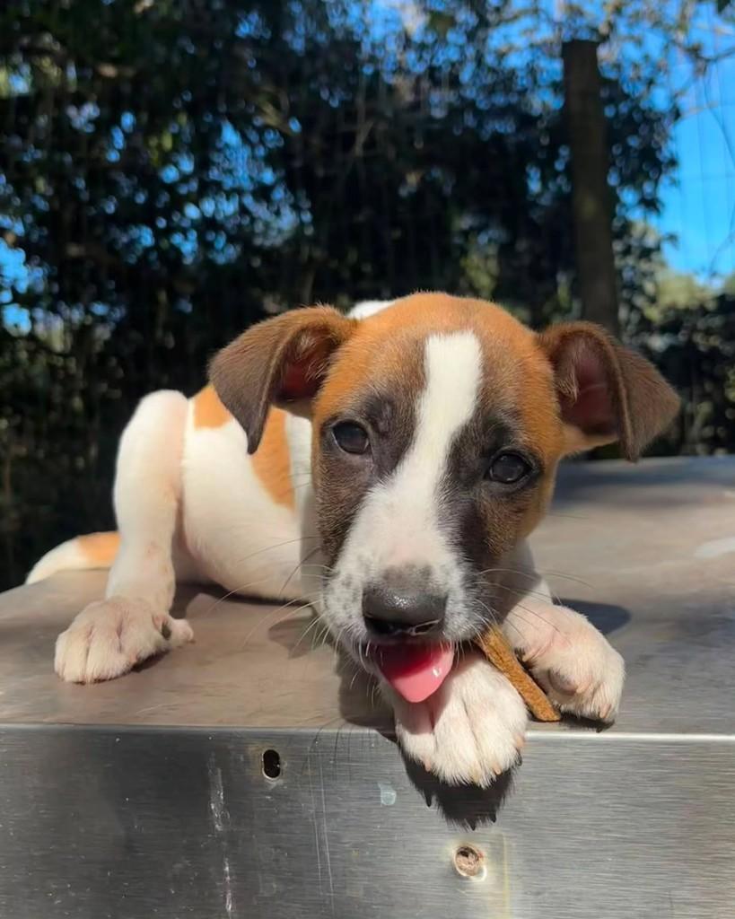 Fubá, cachorro de porte pequeno para adoção em Seropédica - RJ