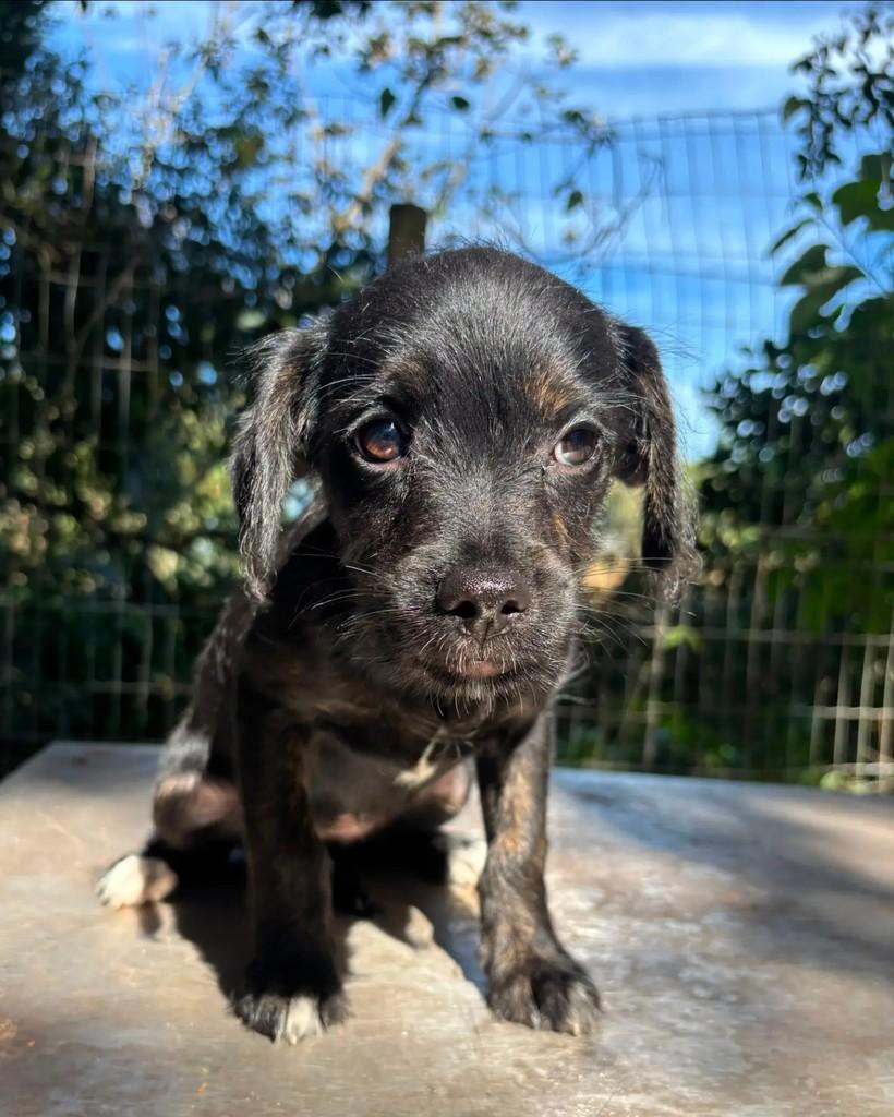 Docinho, cachorro de porte pequeno para adoção em Seropédica - RJ