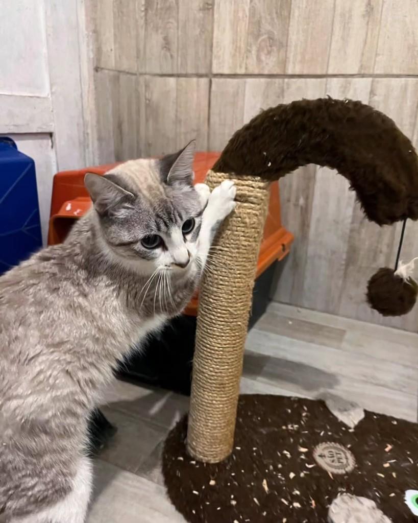 Bela, gata de porte médio para adoção em Vitória - ES
