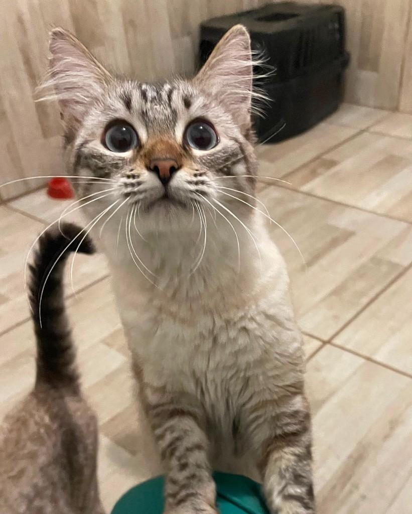 Melinda, gato de porte pequeno para adoção em Seropédica - RJ