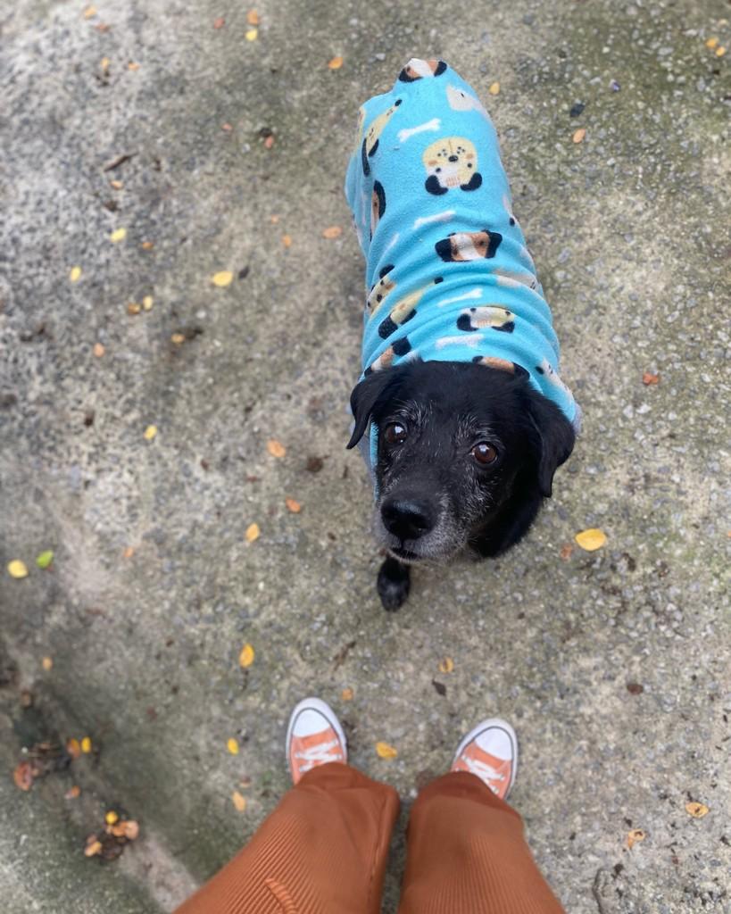Darth Vader, cachorro de porte médio para adoção em Vitória - ES