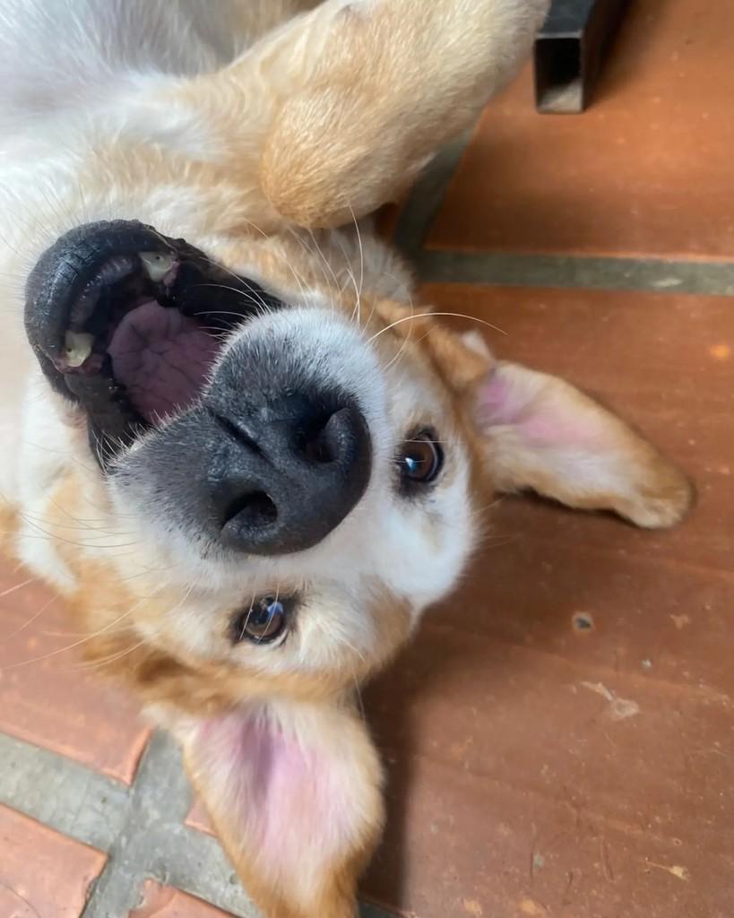 Felisberto, cachorro de porte médio para adoção em Seropédica - RJ