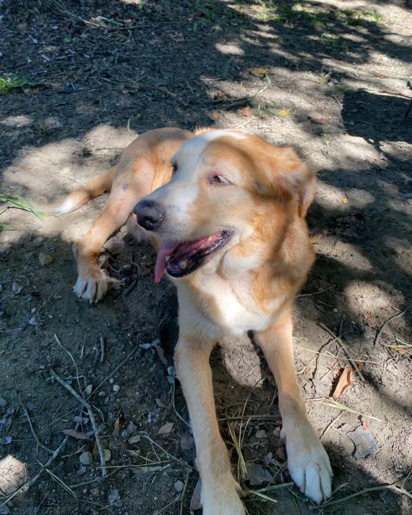 Felisberto, cachorro de porte médio para adoção em Seropédica - RJ — foto 2 de 5