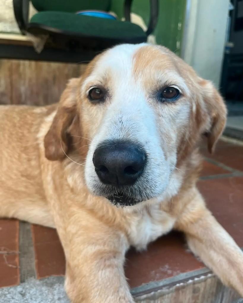 Felisberto, cachorro de porte médio para adoção em Seropédica - RJ — foto 3 de 5