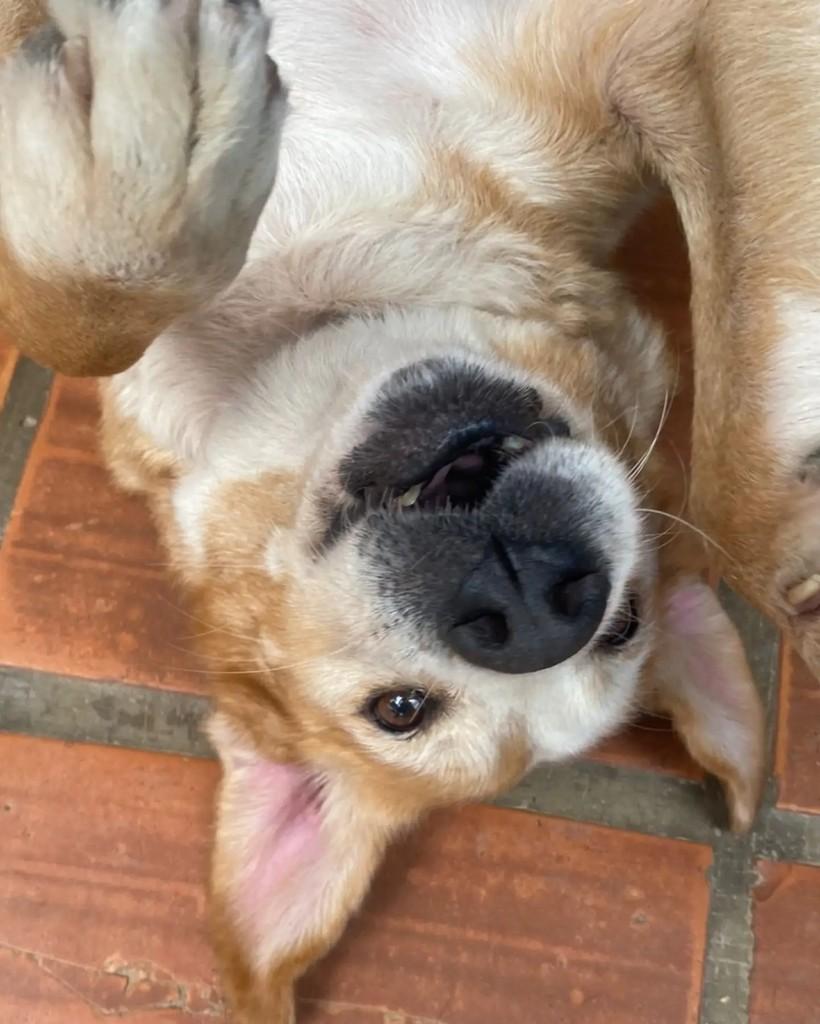 Felisberto, cachorro de porte médio para adoção em Seropédica - RJ — foto 4 de 5