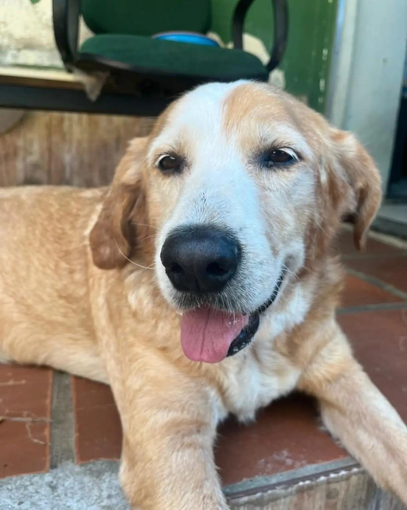 Felisberto, cachorro de porte médio para adoção em Seropédica - RJ — foto 5 de 5