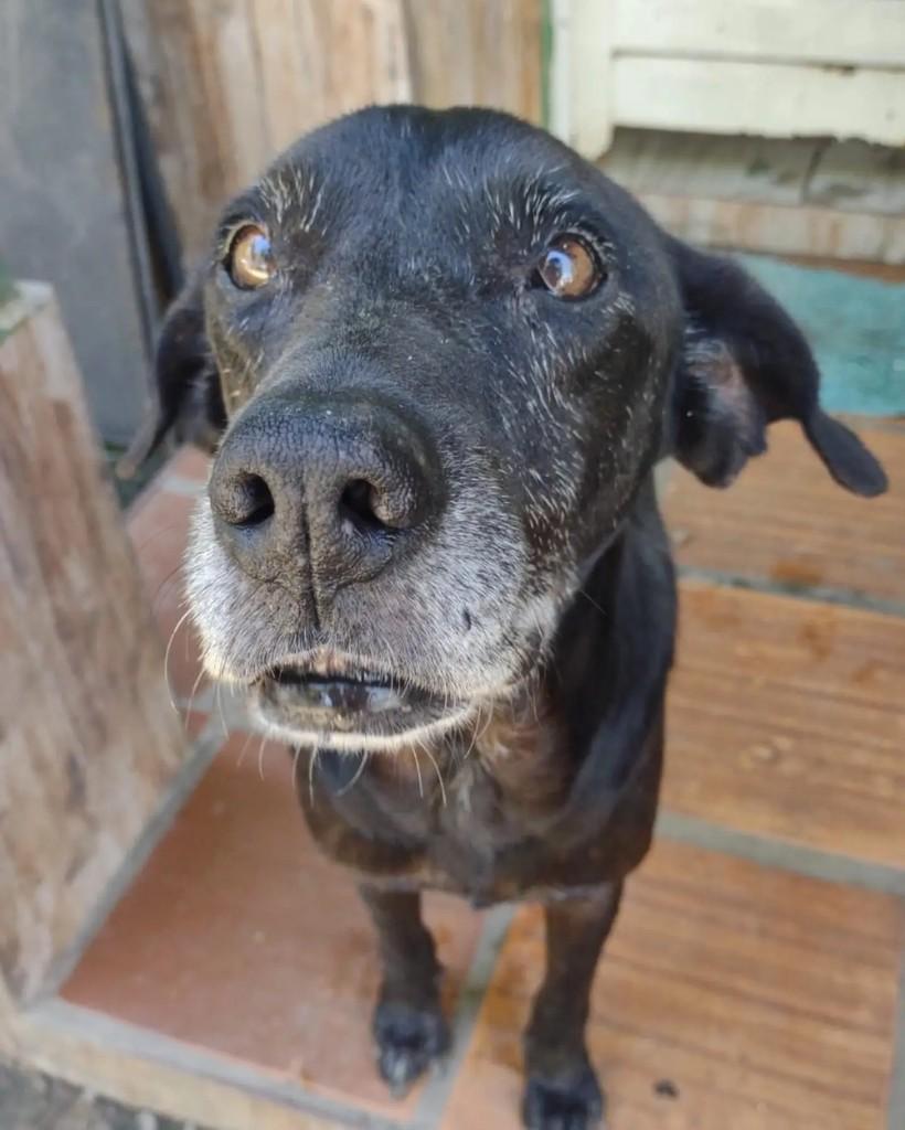 Mun-ha, cachorro de porte pequeno para adoção em Seropédica - RJ