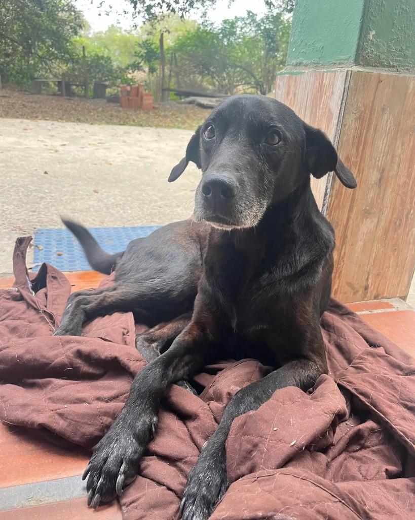 Mun-ha, cachorro de porte pequeno para adoção em Seropédica - RJ — foto 3 de 5