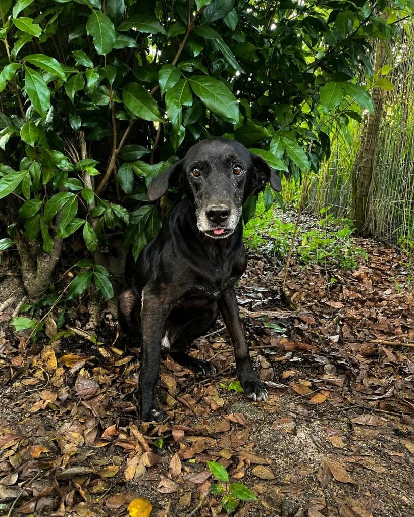 Mun-ha, cachorro de porte pequeno para adoção em Seropédica - RJ — foto 4 de 5