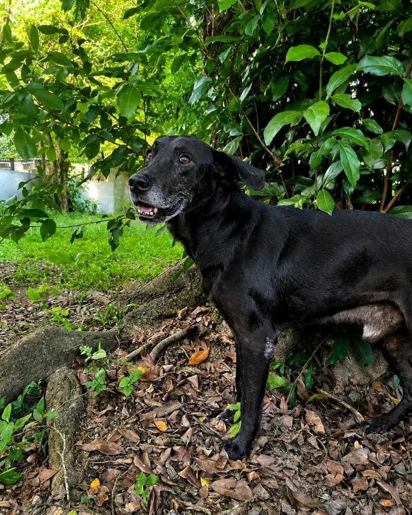 Mun-ha, cachorro de porte pequeno para adoção em Seropédica - RJ — foto 5 de 5
