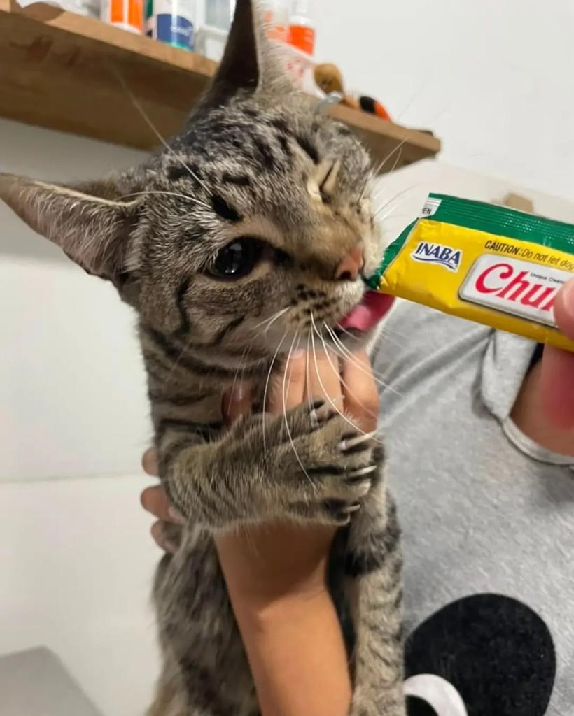 Sam, gata de porte pequeno para adoção em Seropédica - RJ