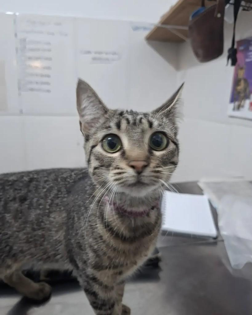 Sam, gata de porte pequeno para adoção em Seropédica - RJ — foto 2 de 4