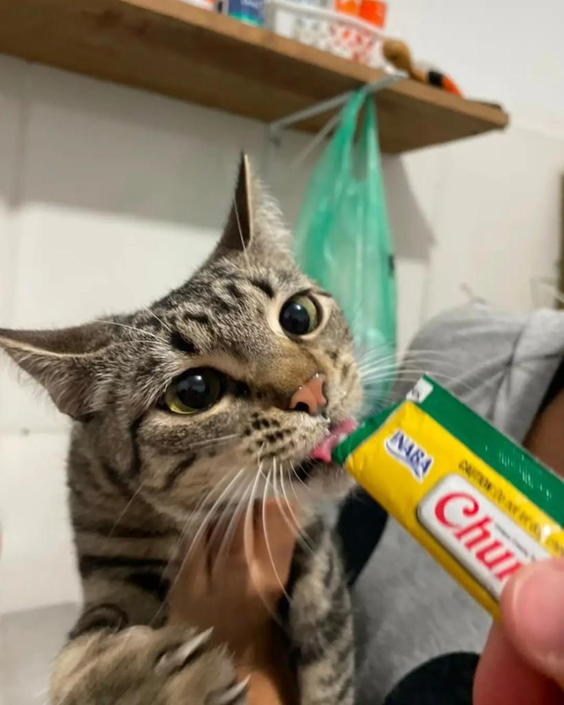 Sam, gata de porte pequeno para adoção em Seropédica - RJ — foto 3 de 4