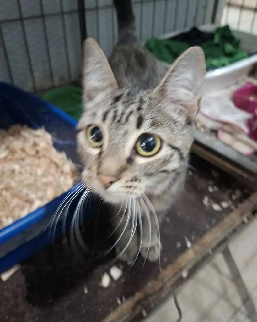 Sam, gata de porte pequeno para adoção em Seropédica - RJ — foto 4 de 4