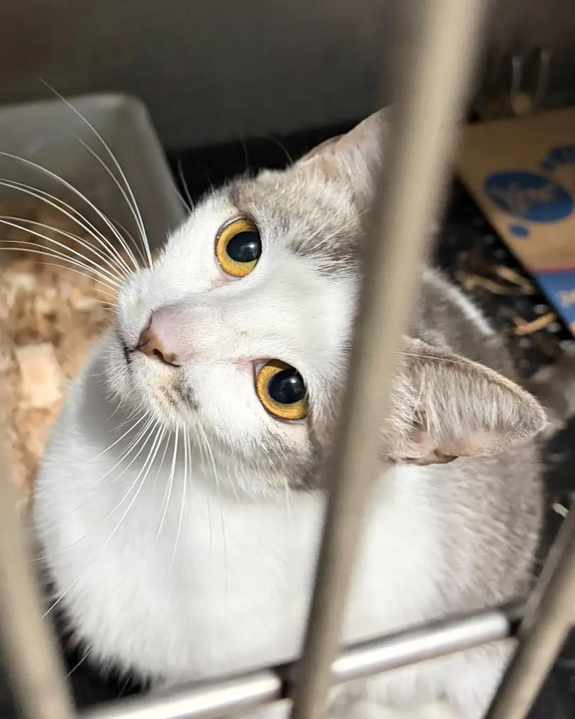 Gray, gata de porte pequeno para adoção em Seropédica - RJ