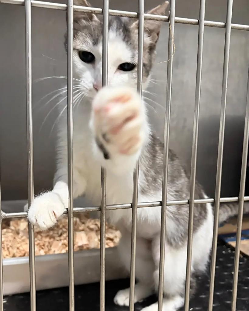 Gray, gata de porte pequeno para adoção em Seropédica - RJ — foto 2 de 6