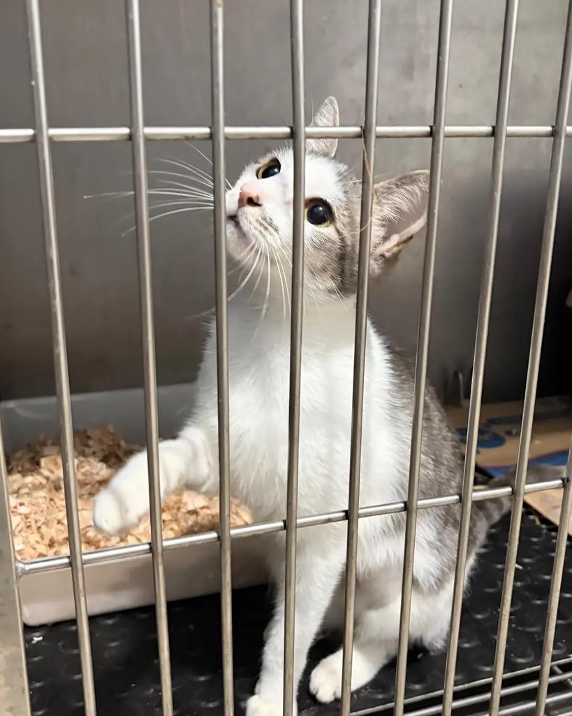 Gray, gata de porte pequeno para adoção em Seropédica - RJ — foto 3 de 6