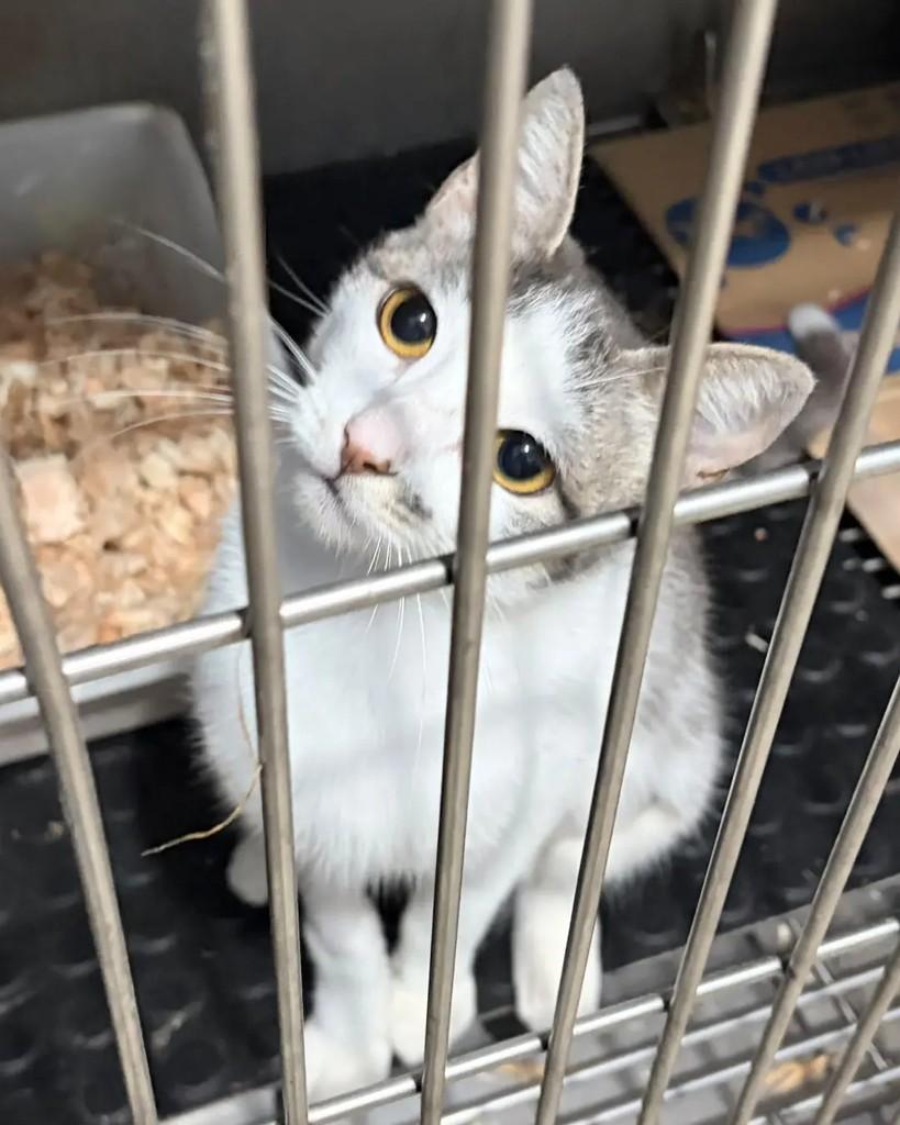 Gray, gata de porte pequeno para adoção em Seropédica - RJ — foto 4 de 6