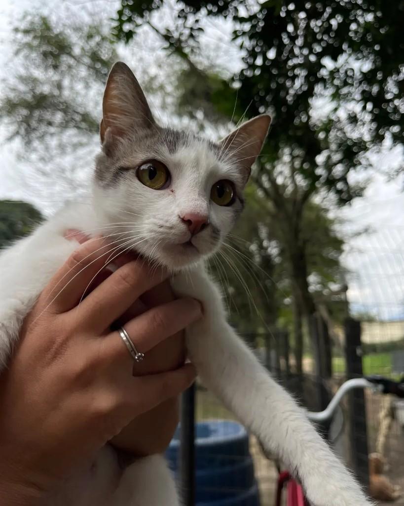 Gray, gata de porte pequeno para adoção em Seropédica - RJ — foto 5 de 6