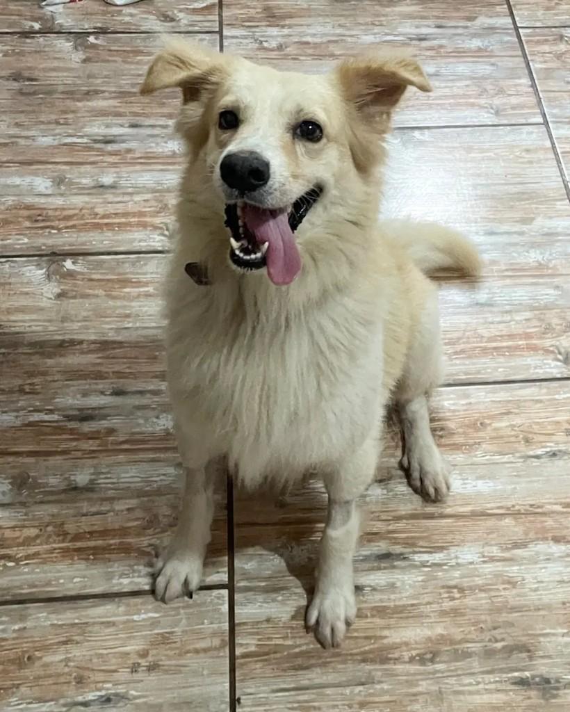 Piu-piu, cachorro de porte médio para adoção em Seropédica - RJ — foto 2 de 7