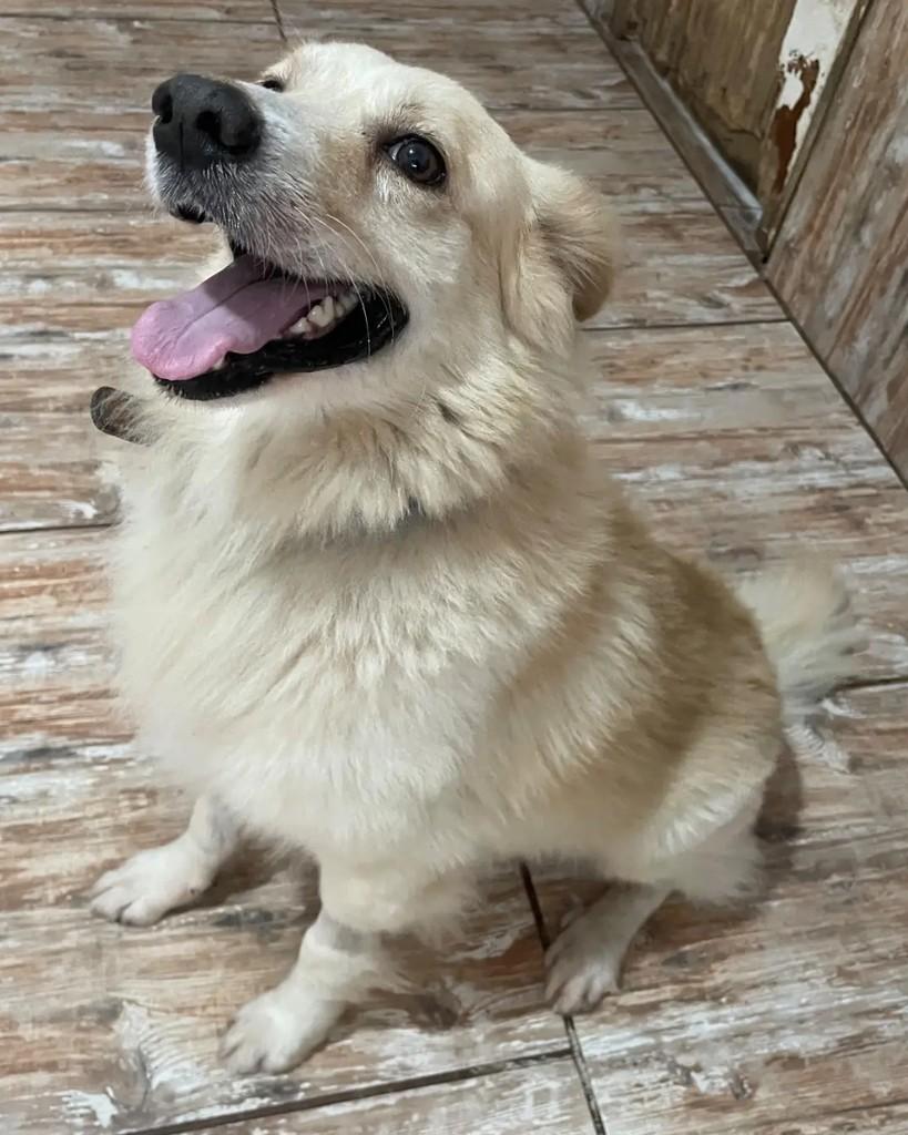 Piu-piu, cachorro de porte médio para adoção em Seropédica - RJ — foto 3 de 7