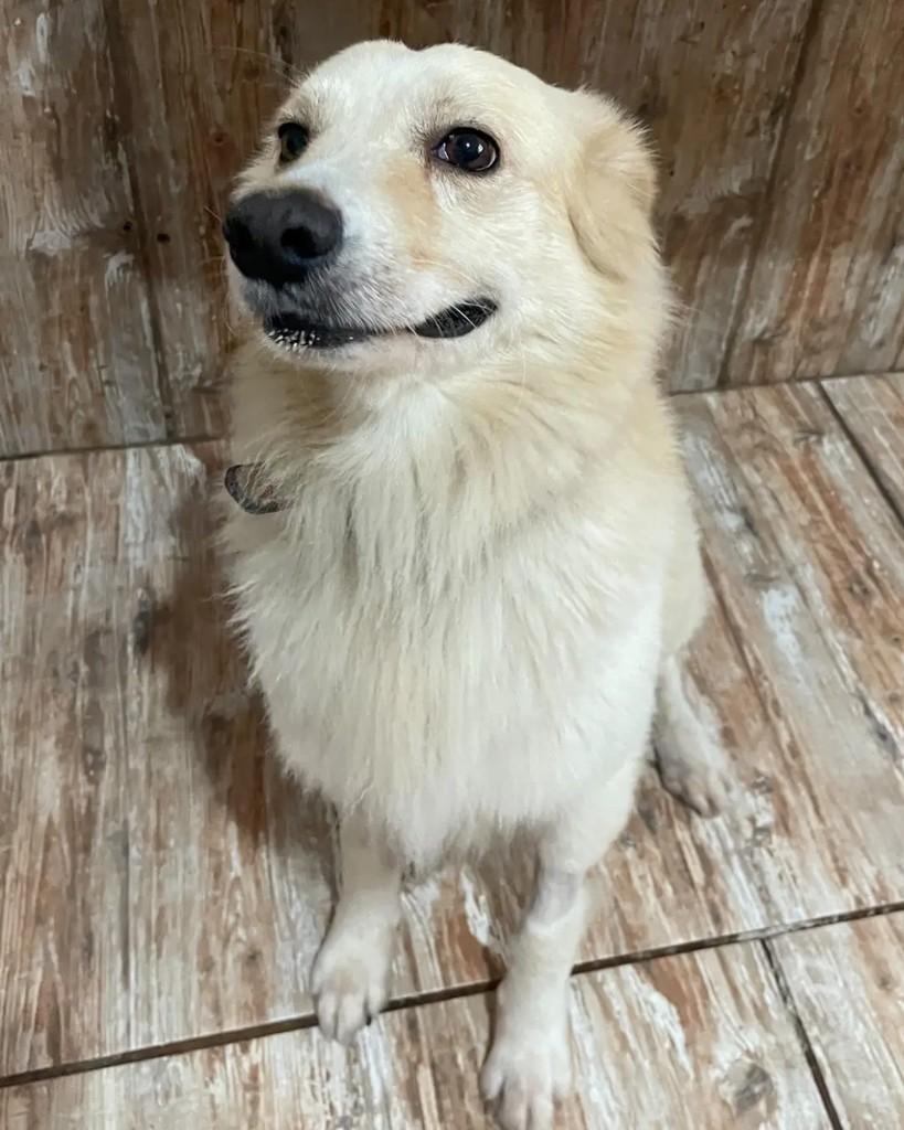 Piu-piu, cachorro de porte médio para adoção em Seropédica - RJ — foto 4 de 7