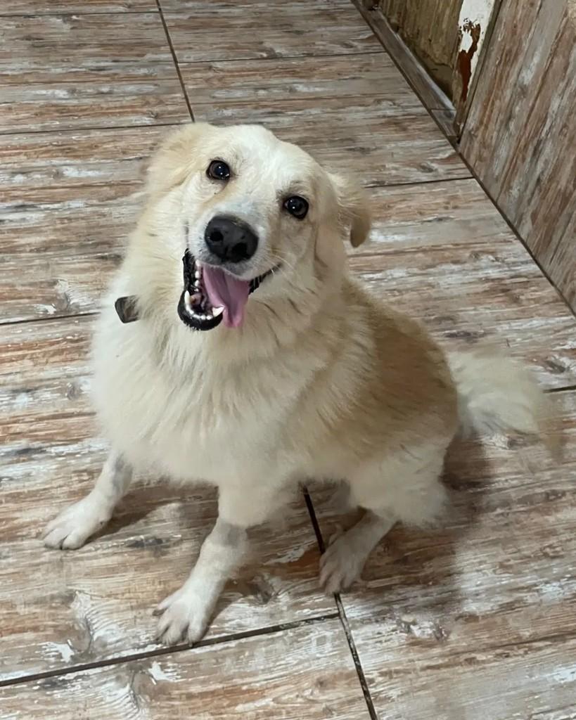Piu-piu, cachorro de porte médio para adoção em Seropédica - RJ — foto 5 de 7