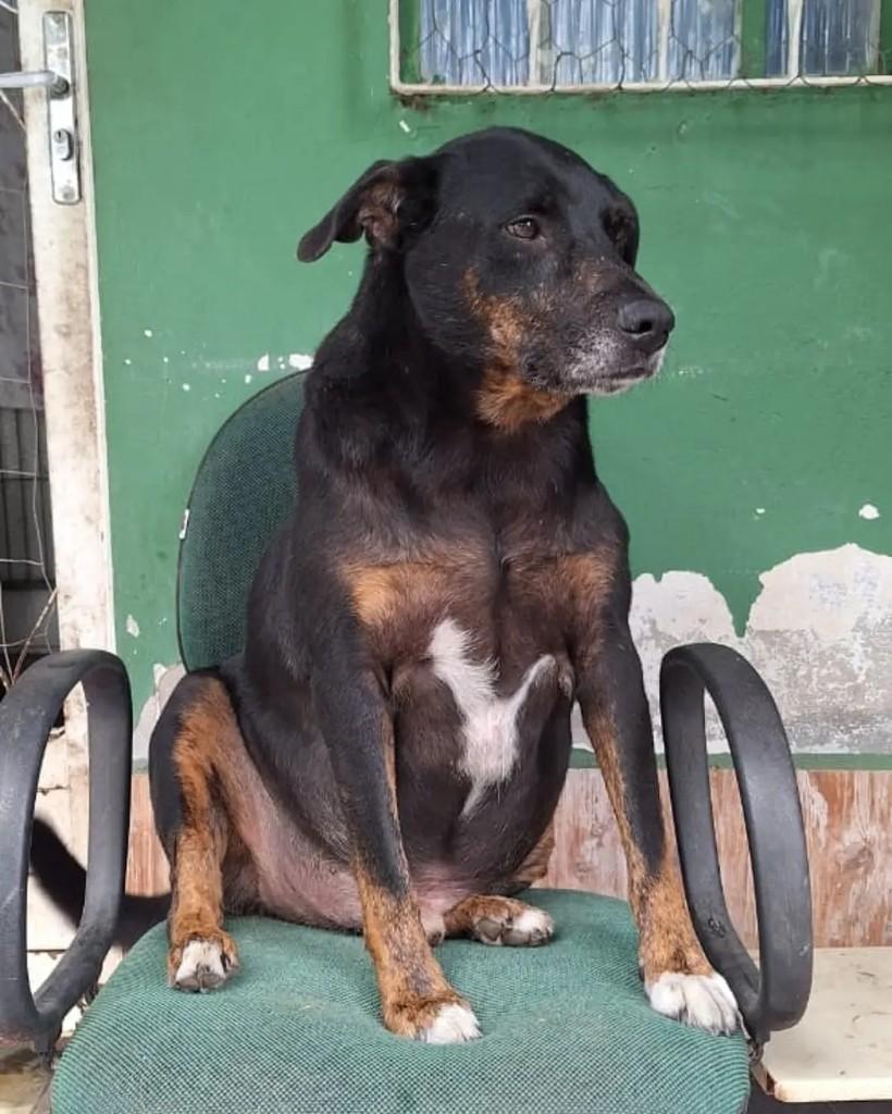Bochecha, cachorro de porte médio para adoção em Seropédica - RJ — foto 3 de 5