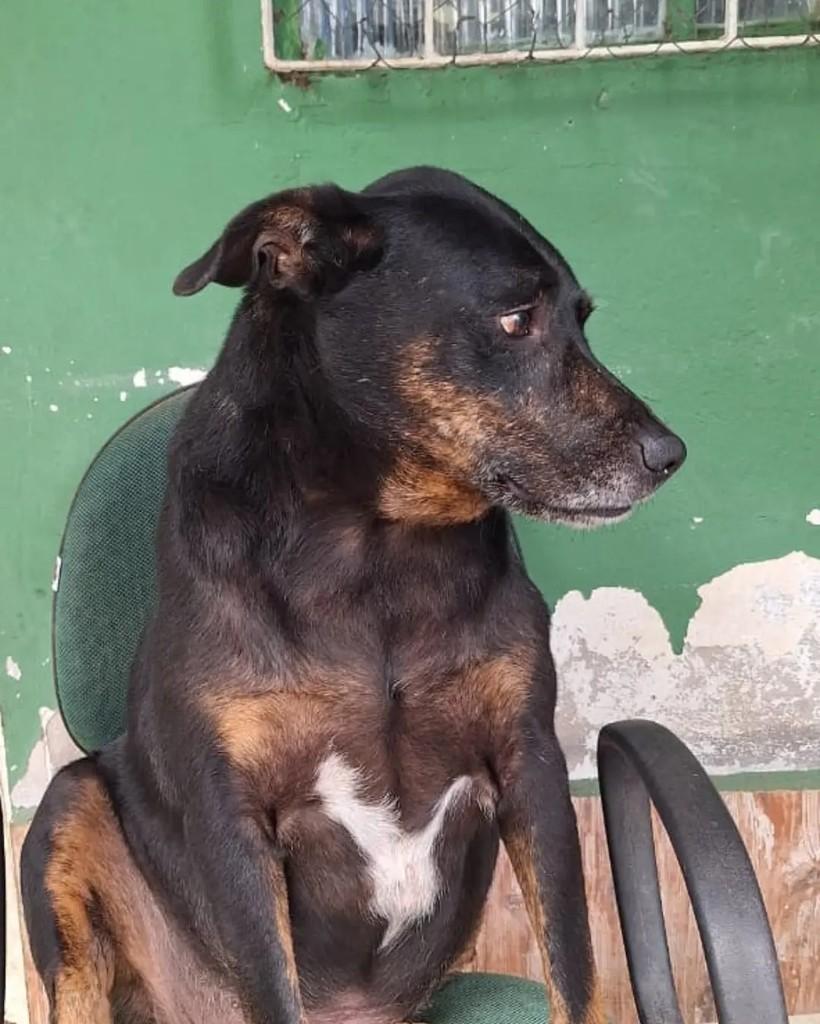 Bochecha, cachorro de porte médio para adoção em Seropédica - RJ — foto 4 de 5